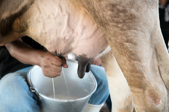 DESI GHEE